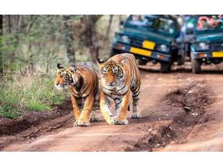 Explore Ranthambore National Park with Updated Safari Timings | Book Your Spot
