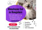 Adorable Himalayan Cats for Sale in Bangalore