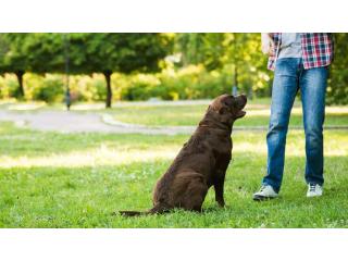 Dog Trainer in Jaipur