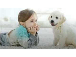 Eco-Friendly Rug Cleaning Services in Adelaide