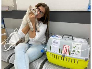 Healthy Siberian Kittens for Sale