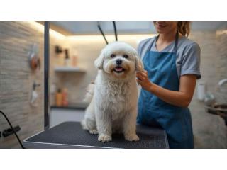 Pet Grooming Service at Home