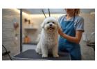 Pet Grooming Service at Home
