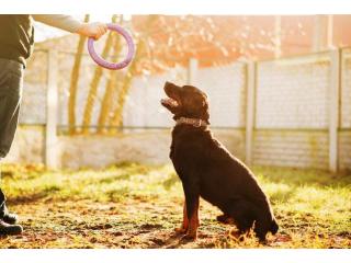 Dog Trainer in Noida