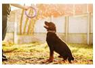 Dog Trainer in Noida