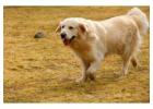 English Cream Golden Retriever: Beauty, Intelligence and Loyal Companions