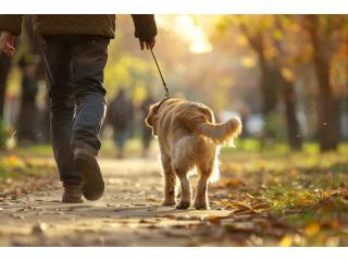 Dog Walking Services in Lucknow