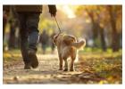 Dog Walking Services in Lucknow