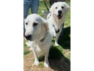 Golden retriever puppies near Nashville:- Meet Your New Best Friend