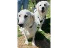 Golden retriever puppies near Nashville:- Meet Your New Best Friend