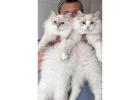 Perfect Siberian Kittens for Sale