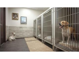 Dog Boarding Services
