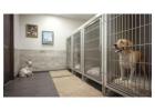 Dog Boarding Services