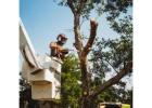 Affordable Tree Removal Sutherland Shire