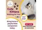 Buy Cats and Kittens for Sale in Bangalore – Catexotica