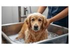 Pet Grooming Service at Home