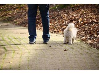 Dog Walking Services in Noida