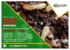 Looking for Pest Control Service Near Me? Choose Gauri Pest Control Services