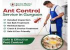 Best Ant Control Service in Gurgaon for Safe and Long Lasting Pest Removal | Service Mantra
