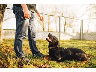 Dog Trainer in Lucknow