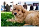 English Golden Retriever:  Elegance, Loyalty and Excellence