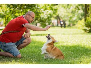 Dog Trainer in Surat