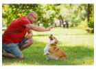 Dog Trainer in Surat