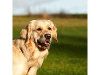 Golden Retrievers Tennessee: Adopt Your Loyal Golden Puppies