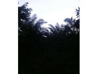 Fincas En Venta, Monte Plata!!