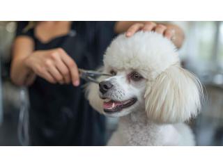 Pet Grooming Service at Home