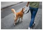 Dog Walking Services in Surat