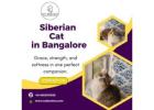 Siberian Kittens for Sale in Bangalore – Catexotica 