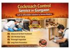 Effective Cockroach Control Service in Gurgaon with Long Term Protection