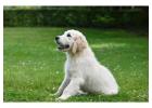 Golden Retriever Puppies for sale: Perfect Family Companions