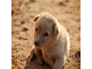 English golden retriever puppies: Loyal Companions for Every Family