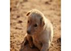 English golden retriever puppies:  Loyal Companions for Every Family