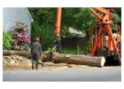 Need Fast Tree Removal in Hilo? Call Arborist Services 
