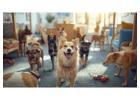 Dog Boarding Services