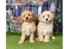 Cavapoochon Puppies for Sale UK From Expert Breeders