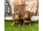 Dachshund Puppies for Sale Liverpool From Breeders