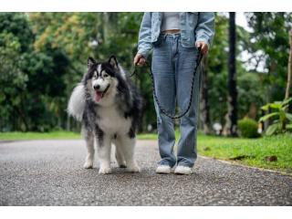 Dog Walking Services in Amritsar