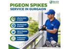 Professional Pigeon Spikes Service in Gurgaon | Safe and Effective Bird Control by Service Mantra