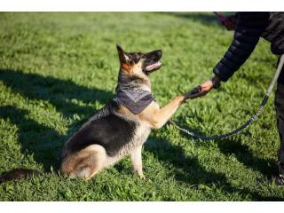 Dog Trainer in Amritsar