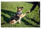Dog Trainer in Amritsar