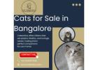 Cat in Bangalore – Catexotica