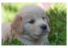 English Retriever Indiana: Premium Puppies from Indiana Goldens