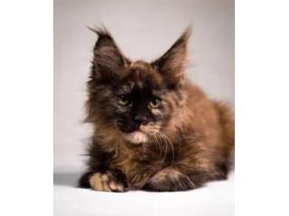 Maine Coon Breeders: Find Quality Kittens from Mega Coons