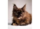 Maine Coon Breeders: Find Quality Kittens from Mega Coons