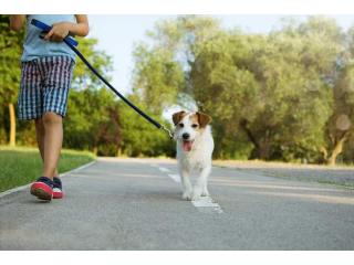 Dog Walking Services in Faridabad
