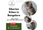 Siberian Kittens for Sale in Bangalore – Catexotica